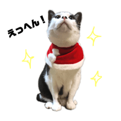 [LINEスタンプ] さぶっぱなあいる君 