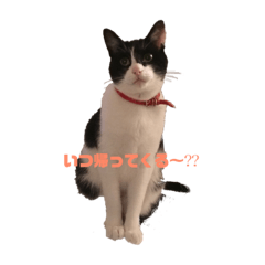 [LINEスタンプ] ハチねこスタンプ 