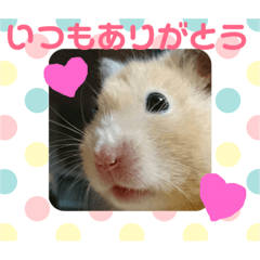 [LINEスタンプ] 気持ち伝われっ！ハムさんスタンプ