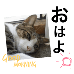 [LINEスタンプ] 表情豊かなうちのねこ ここあとこたろ2
