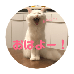 [LINEスタンプ] ねこちゃん②