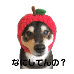 [LINEスタンプ] 黒柴リク 
