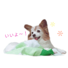 [LINEスタンプ] パピヨンのチェリーさん 
