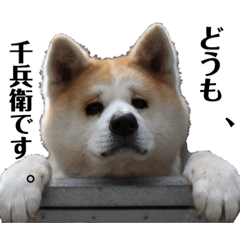 [LINEスタンプ] 我が家のでこぼこ兄弟 