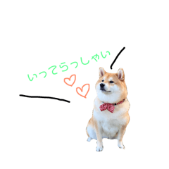 [LINEスタンプ] 日常で使える柴犬あずきスタンプ 