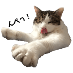 [LINEスタンプ] 私の愛猫のたまおの仕草です。