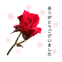[LINEスタンプ] キレイなお花のスタンプPart4