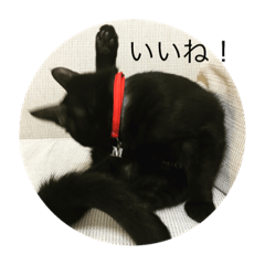 [LINEスタンプ] 黒猫めめたん