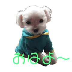 [LINEスタンプ] マルチーズで挨拶 