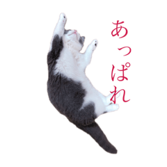 [LINEスタンプ] ねこの主張。 fetchpriority=high