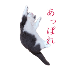 [LINEスタンプ] ねこの主張。