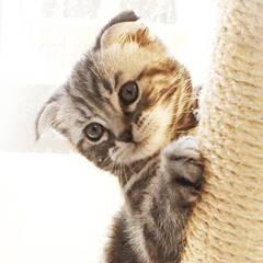 [LINEスタンプ] かわいい仔猫たち 