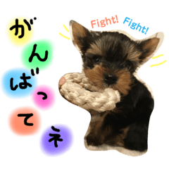 [LINEスタンプ] ヨークシャテリアのコロン 