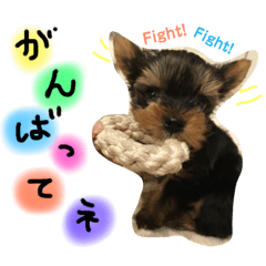 [LINEスタンプ] ヨークシャテリアのコロン