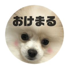[LINEスタンプ] まる君のすたんぷ 