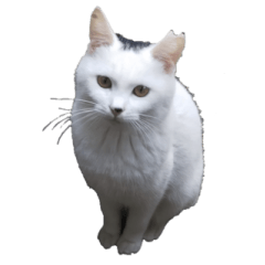 [LINEスタンプ] ぴゃふがぶっちー 