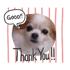 [LINEスタンプ] チワワのユメちゃん fetchpriority=high