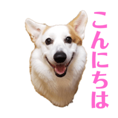 [LINEスタンプ] カイルの日常