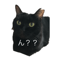 [LINEスタンプ] にゃんこりん 