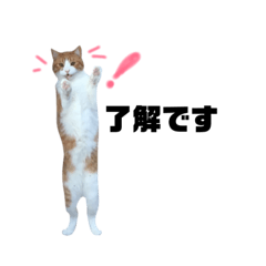 [LINEスタンプ] 誰でも使えるユニークなねこ〜the cats〜 