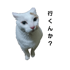 [LINEスタンプ] 白猫たちです 