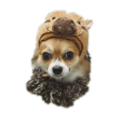 [LINEスタンプ] ルークック 
