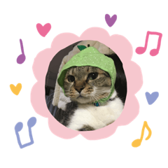 [LINEスタンプ] ぽっちゃりネコスタンプ fetchpriority=high