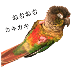 [LINEスタンプ] ウロコインコちゅらさんの仕草★その1 