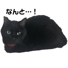 [LINEスタンプ] 黒猫ジジの日常 