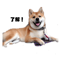 [LINEスタンプ] 柴犬タロ 