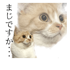 [LINEスタンプ] ねこ〜ず 