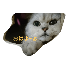 [LINEスタンプ] 夢夢ちゃんの七変化