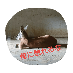 [LINEスタンプ] もうだめだぽ(動物)