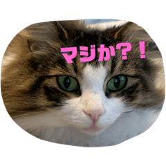 [LINEスタンプ] ノルウェージャン もふもふ びびたん☆ 