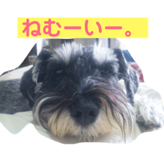 [LINEスタンプ] あんずさん、おまめさん。