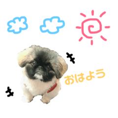 [LINEスタンプ] 我が家のPeki's ここ＆ニコ 