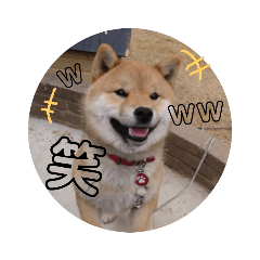 [LINEスタンプ] 柴犬 ちゃ茶丸くん 