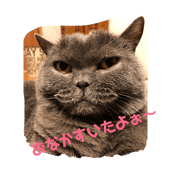 [LINEスタンプ] ブリネコひめちゃん 