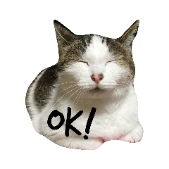 [LINEスタンプ] 猫のめいちゃん＊ほのぼのスタンプ fetchpriority=high