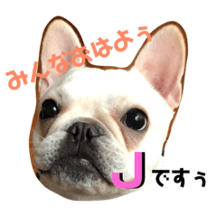 [LINEスタンプ] 辛口！ぶさかわフレブル犬Jちゃん！