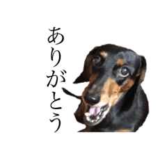 [LINEスタンプ] 我が家の愛犬(3)