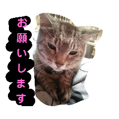 [LINEスタンプ] とくちゃんず 