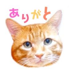 [LINEスタンプ] おたぬ大茶猫ソーヤの日常