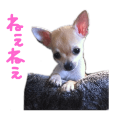 [LINEスタンプ] s.fam dog 