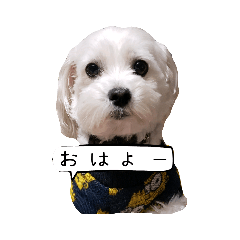 [LINEスタンプ] マルチーズのチーコロちゃん2