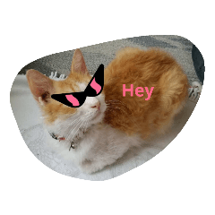[LINEスタンプ] うちのチャオちゃん