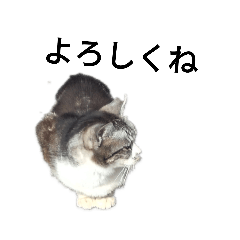 [LINEスタンプ] のら猫の冬の生活