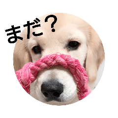 [LINEスタンプ] 愛犬スタンプ サニー 