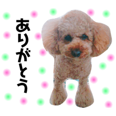 [LINEスタンプ] 佐藤るかくんのスタンプ