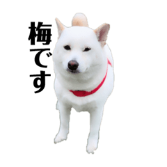 [LINEスタンプ] うめちゃんのすたんぷ 